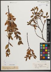 Foto von Salix waldsteiniana Willd.